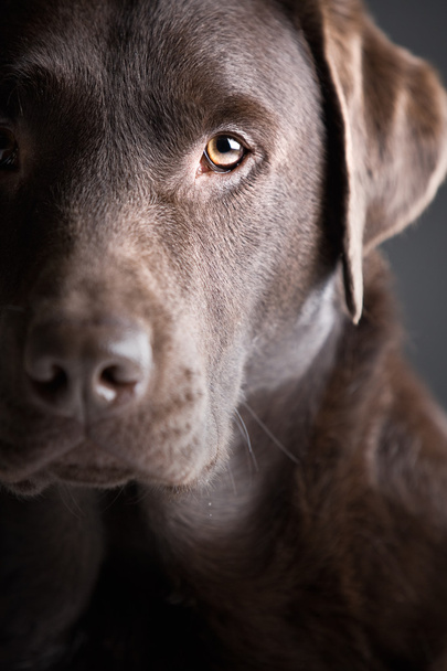 Labrador de chocolate guapo
 - Foto, Imagen