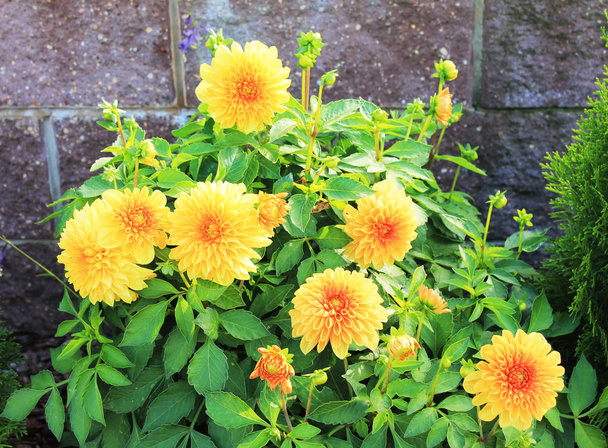  teneri crisantemi gialli nel giardino della città d'autunno
 - Foto, immagini