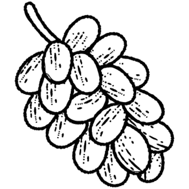 Bunch of grapes, natural antioxidant fruit - Вектор, зображення