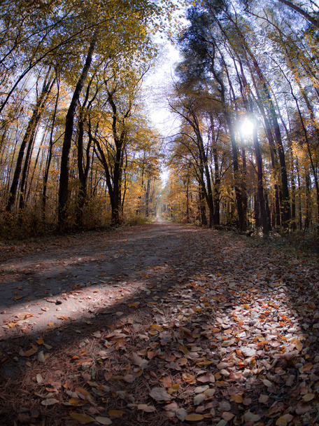 road in woods while spring to autumn transition with beautiful orange and red tones - 写真・画像