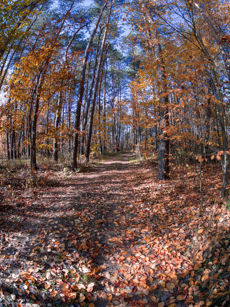 weg in bos terwijl lente tot herfst overgang met mooie oranje en rode tinten - Foto, afbeelding