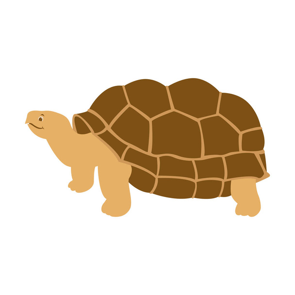 dibujo animado tortuga vector ilustración plano estilo frontal
  - Vector, Imagen