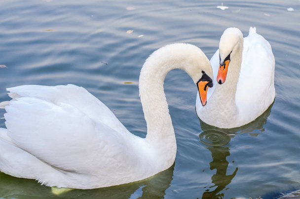 Dos cisnes blancos nadan juntos en un estanque
. - Foto, imagen