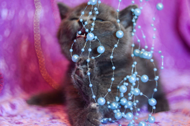 Kätzchen Katze schottisch gerade, locker flauschig, Tiermundstück - Foto, Bild