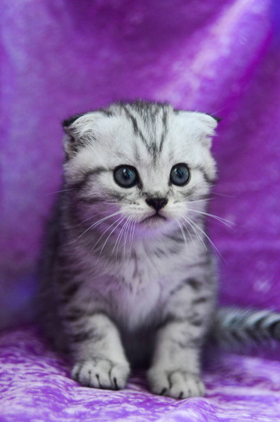 cica macska skót egyenes, laza bolyhos, állati munchkin - Fotó, kép