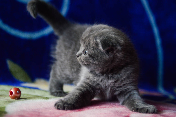 kitten kat Scottish straight, losse pluizige, dierlijke munchkin - Foto, afbeelding