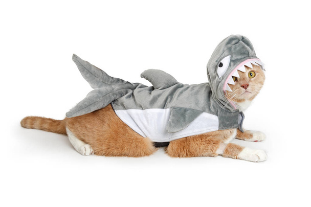 Schattige kat grappige haai Halloween kostuum dragen terwijl liggen aan de kant op witte achtergrond. - Foto, afbeelding