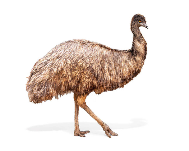 großer Emu-Vogel, der isoliert auf weißem Hintergrund geht. - Foto, Bild