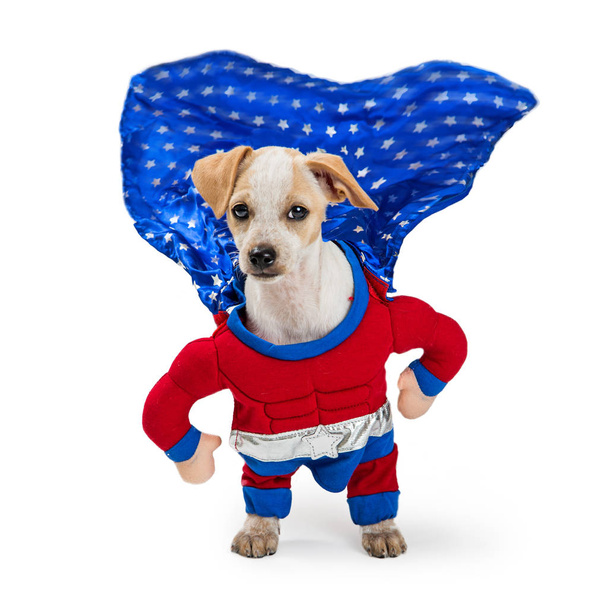 Funny dog wearing superhero Halloween costume with cape flapping in wind isolated on white background - Photo, Image