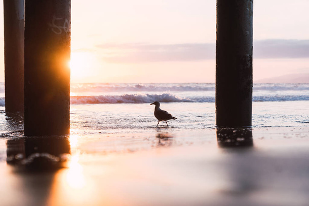Seagull near ocean with beautiful sunset under pier in Santa Monica, Los Angeles, California on bright sky background - Foto, imagen