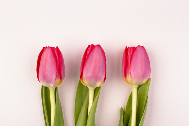 three tulips - Photo, image