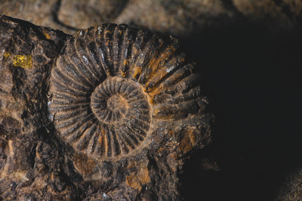 gros plan d'ammonite fossile préhistorique ancré dans le sol en pierre, concept de paléontologie
 - Photo, image