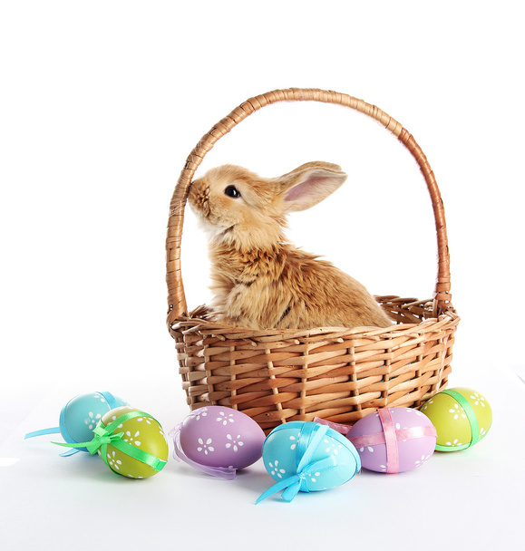 Fluffy foxy rabbit in basket with Easter eggs isolated on white - Valokuva, kuva