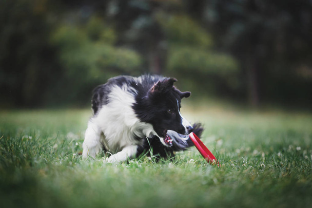 yetişkin köpek kenar kömür ocağı - Fotoğraf, Görsel