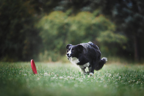 adulto cane confine collie
 - Foto, immagini
