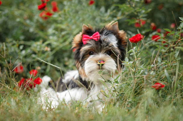 hermoso perrito bíewer terrier
 - Foto, Imagen
