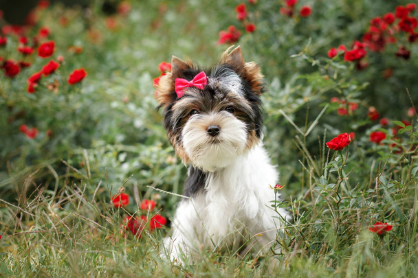 美しい子犬のビューア・テリア - 写真・画像