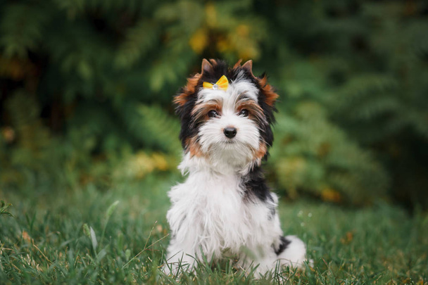 hermoso perrito bíewer terrier
 - Foto, imagen
