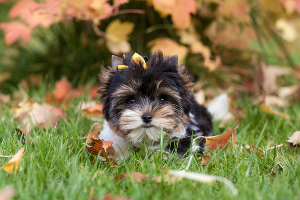美しい子犬のビューア・テリア - 写真・画像