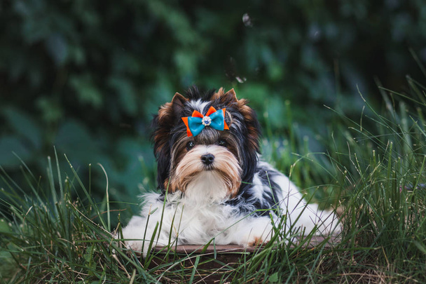 Hermoso bíewer terrier cachorro
 - Foto, imagen