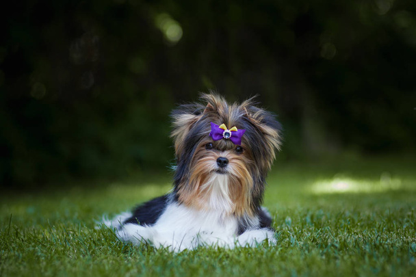 Hermoso bíewer terrier cachorro
 - Foto, Imagen