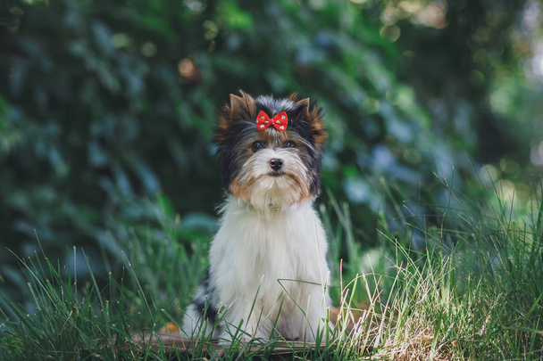 美しいbiewer terrier子犬 - 写真・画像