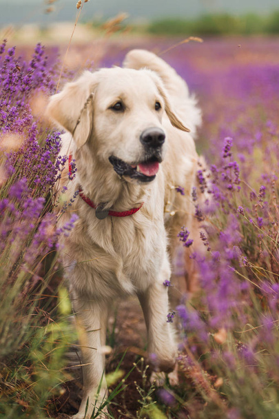 hermoso perro golden retriever
 - Foto, imagen