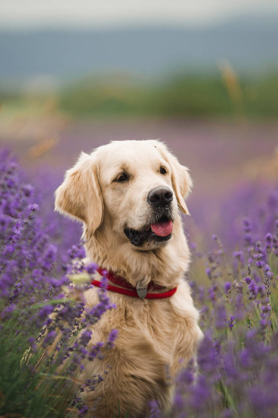 красивий собака золотий ретривер
 - Фото, зображення