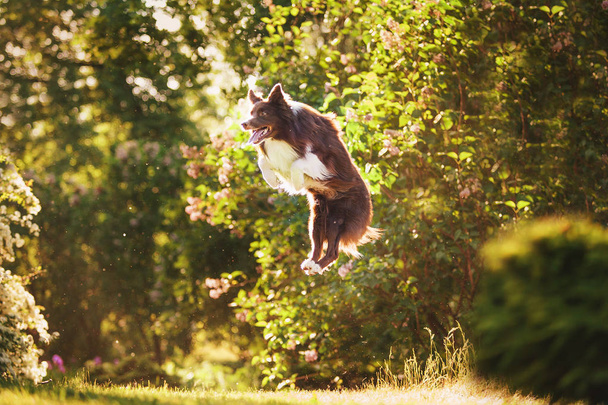 adulto cane confine collie
 - Foto, immagini