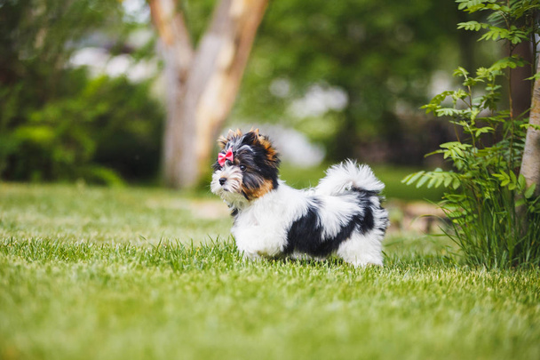 Hermoso bíewer terrier cachorro
 - Foto, imagen