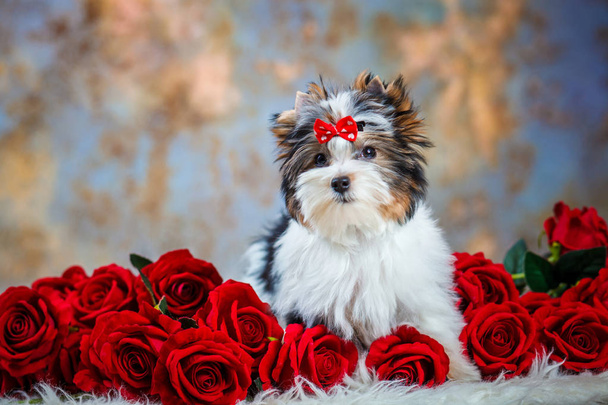 hermoso perrito bíewer terrier
 - Foto, Imagen