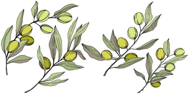 Olive tree in a vector style isolated. Green engraved ink art. - Vector, afbeelding