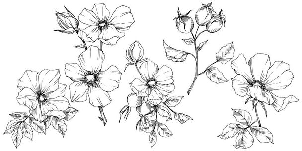 Fleur sauvage rosa canina dans un style vectoriel isolé. Encre gravée noir et blanc art
. - Vecteur, image