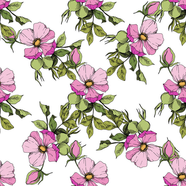Wildflower rosa canina в изолированном векторном стиле. Зеленые и розовые гравированные чернила
. - Вектор,изображение