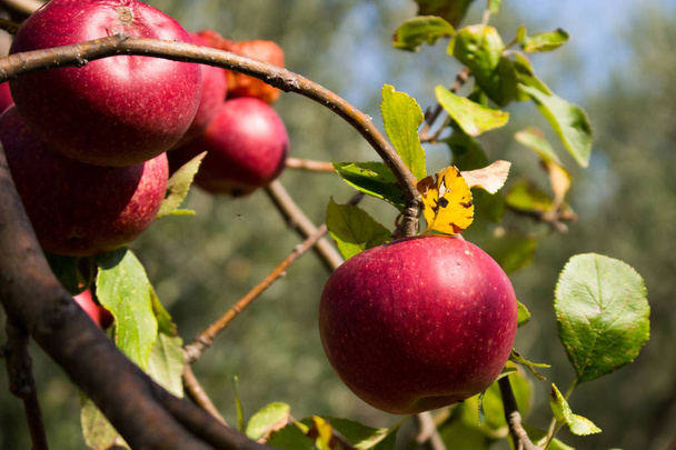Italiaanse typische rotte appel aan de boom in mijn tuin - Foto, afbeelding
