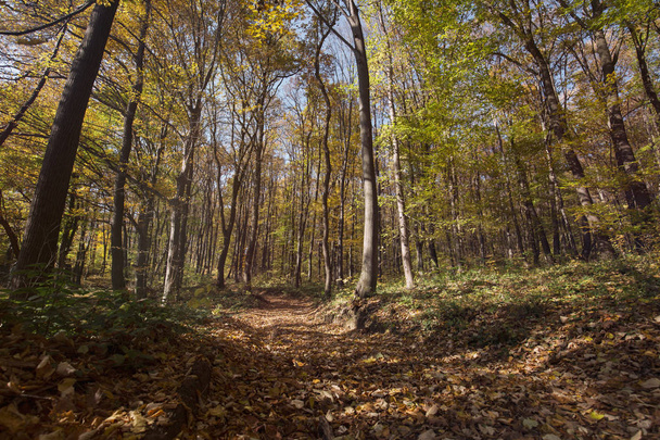 Picture of forest path on daylight covered with leaves - Foto, Imagem