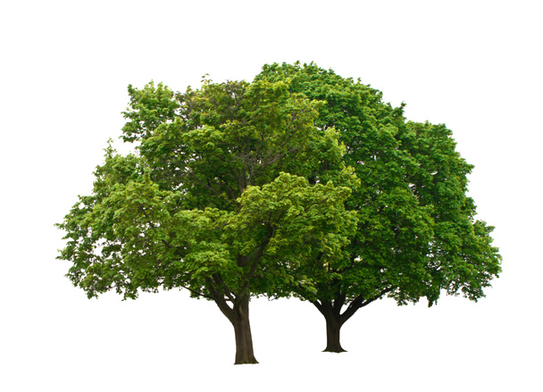 arbres verts - Photo, image