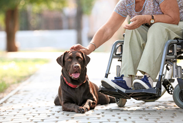 Старша жінка в інвалідному візку і її собака на відкритому повітрі
 - Фото, зображення