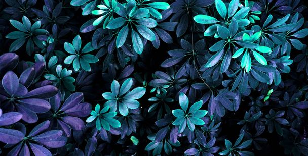 tropical leaf forest glow in the dark background. High contrast. - Foto, Imagen