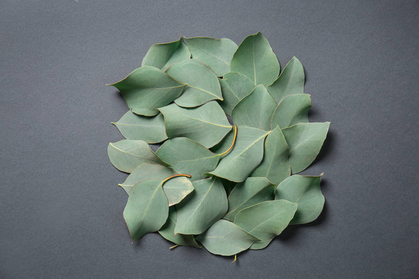 Свежие листья эвкалипта на сером фоне
 - Фото, изображение