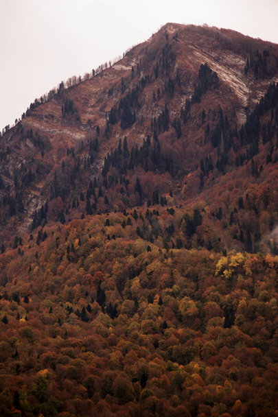 Autumn in the mountains. Colorful leaves on the trees. Beautiful autumn landscape - Fotografie, Obrázek