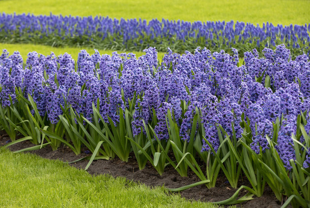 sininen hyasintit kukat kukkivat puutarhassa
 - Valokuva, kuva
