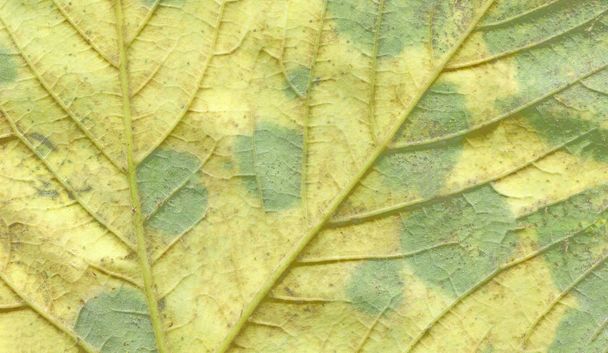 Textura colorida de la hoja de otoño. Fondo de la hoja de otoño de cerca. Banner de formato ancho
 - Foto, imagen