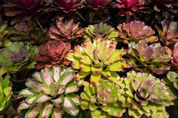 Aechmea fasciata pianta giardino sfondo in colorate tonalità vivaci di verde, rosa, viola, bianco e rosso sotto il sole luminoso all'aperto, Thailandia
 - Foto, immagini
