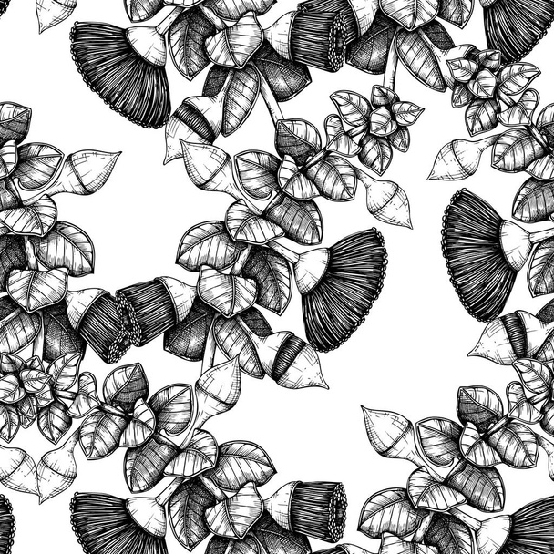 Eucalyptus rhodantha leaves and flowers in hand drawn style, vector illustration, design elements on white backround - Vektor, Bild