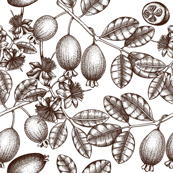sketch of feijoa berries and leaves, hand drawn graphic style, vector illustration - Vetor, Imagem