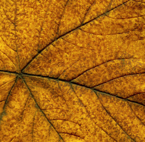 Veines foliaires abstraites. Brown congé d'automne de près. Automne feuilles colorées gros plan. Vieille feuille texturée brun automne. Belle feuille d'automne colorée lumineuse
  - Photo, image