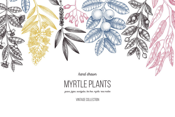 Vector Myrtle family plants design. Hand sketched floral illustration. Botanical sketch with berries, flowers and leaves. Vintage style template - ベクター画像