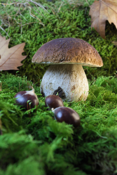 Closeup of porcino mushroom also known as penny bun or cep, growing on mossy surface with some chestnuts in foreground and leaves of plane tree in background. Bolete, boletus edulis - Photo, Image