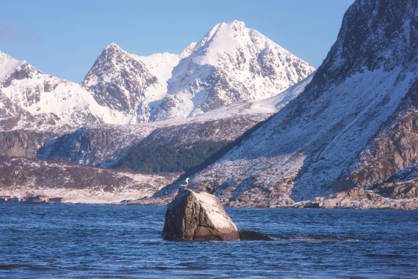 Живописный зимний пейзаж в Норвегии, дикая северная природа. Морские птицы на камне во фьорде на скалистых горах и спокойном голубом фоне неба, Лофотенские острова, Напп, Флакстад
 - Фото, изображение